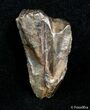 Partial Serrated Tyrannosaurid Tooth Tip - T-Rex #3001-1